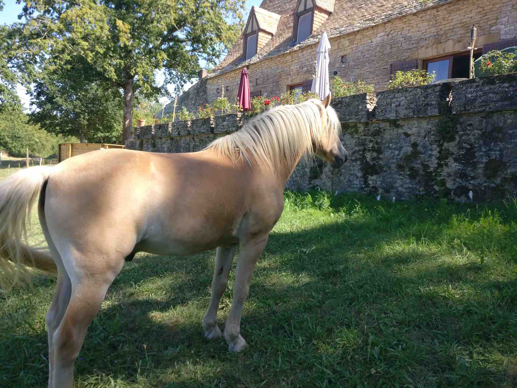 anglais_et_equitation__0