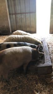 pigs at trough