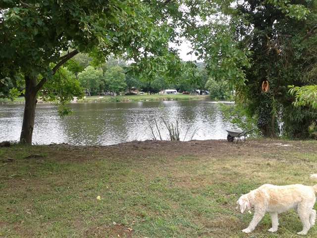 river_and_dog.jpg