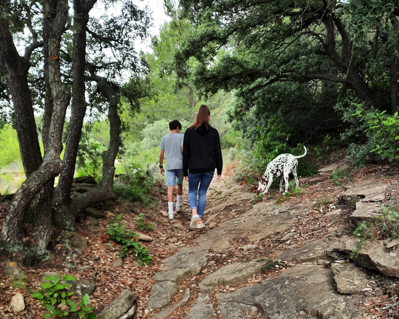 Walk in Forest