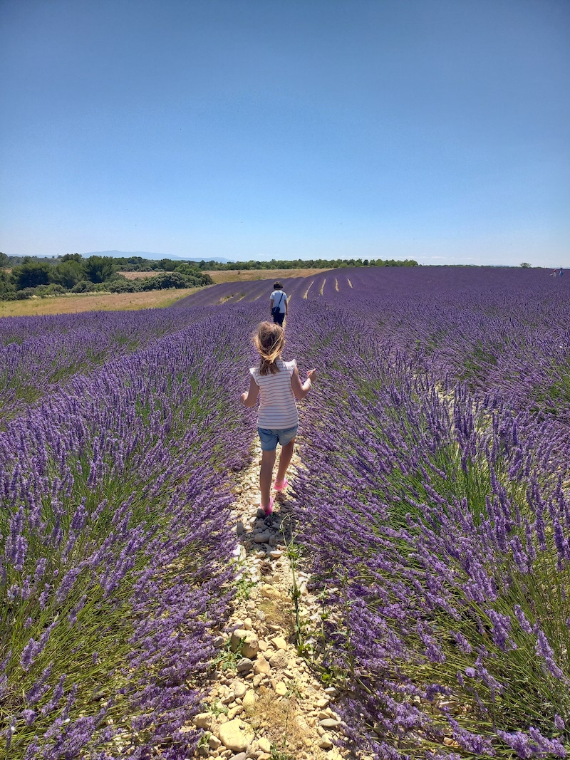 lavender fields