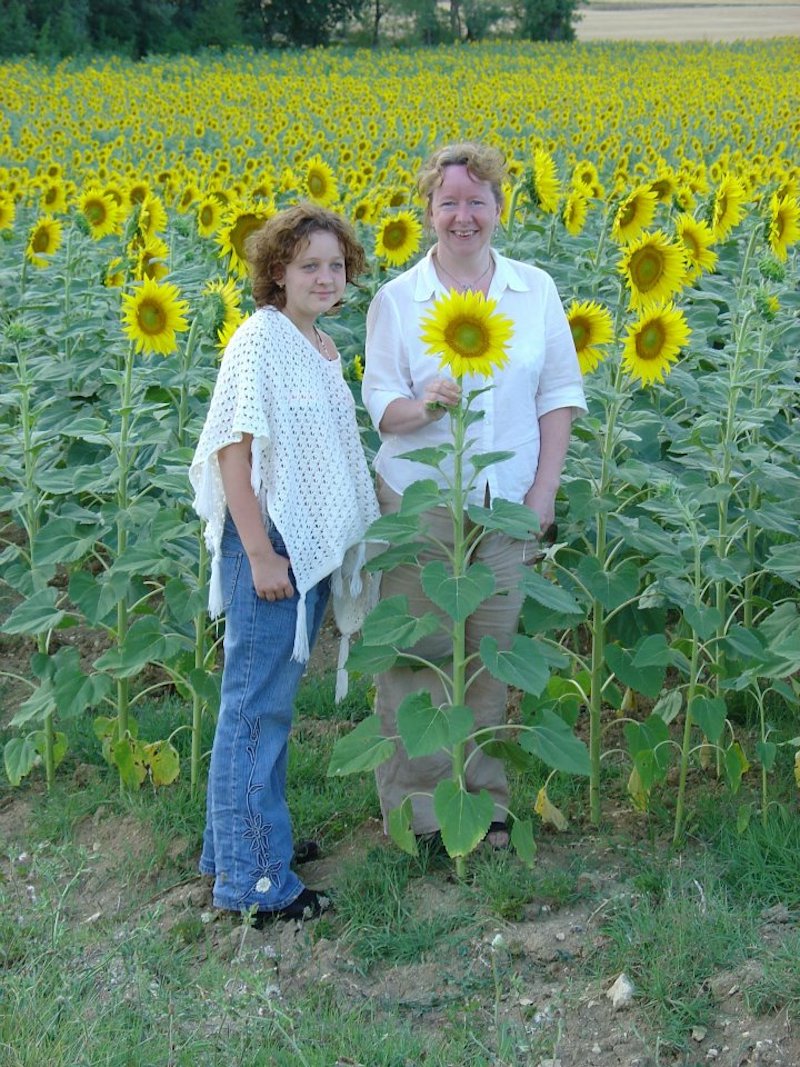 The Sunflowers Grow Tall Here