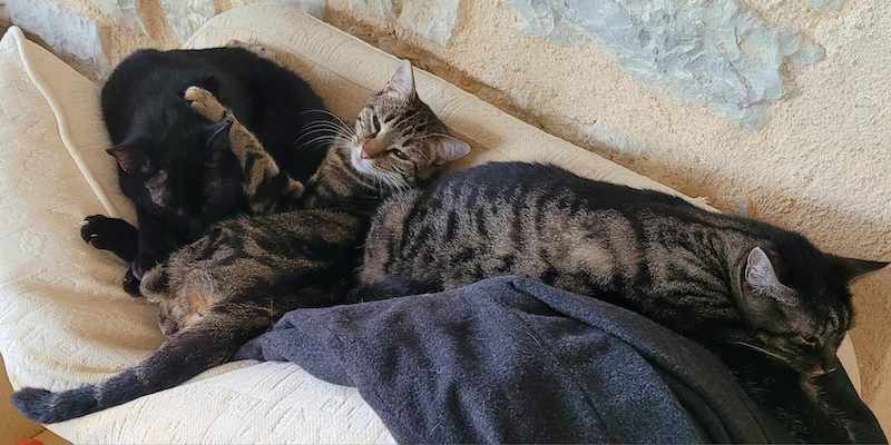 cats