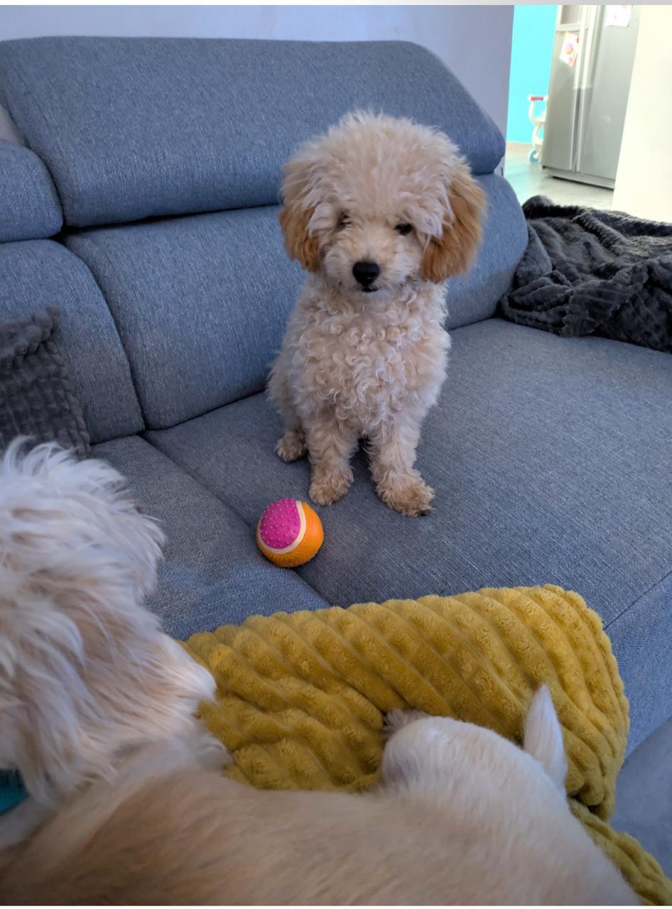 WhatsApp Image 2025-11-17 at 16.47.20