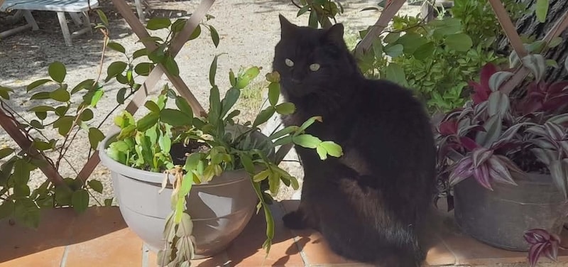 Flower Phoebe